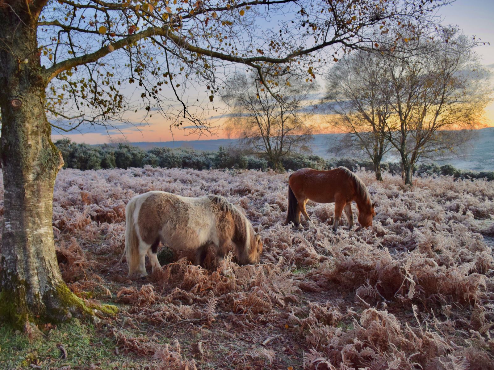 Godshill, New Forest